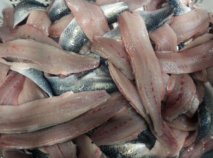 FreshHerringFillets